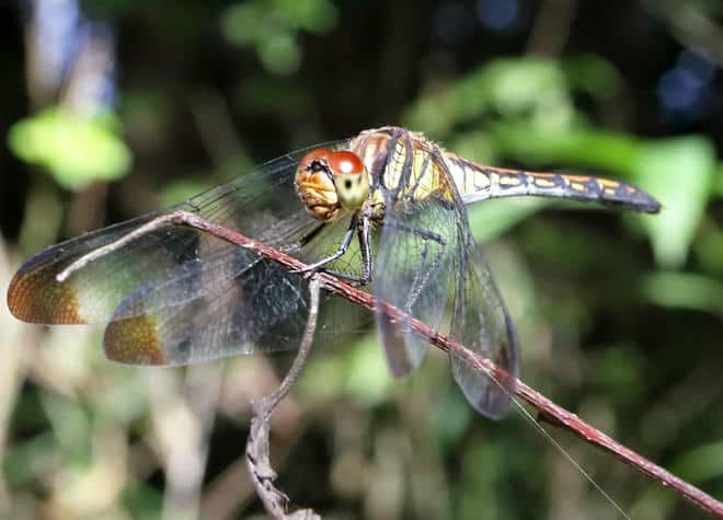 昆虫図鑑・ノシメトンボ